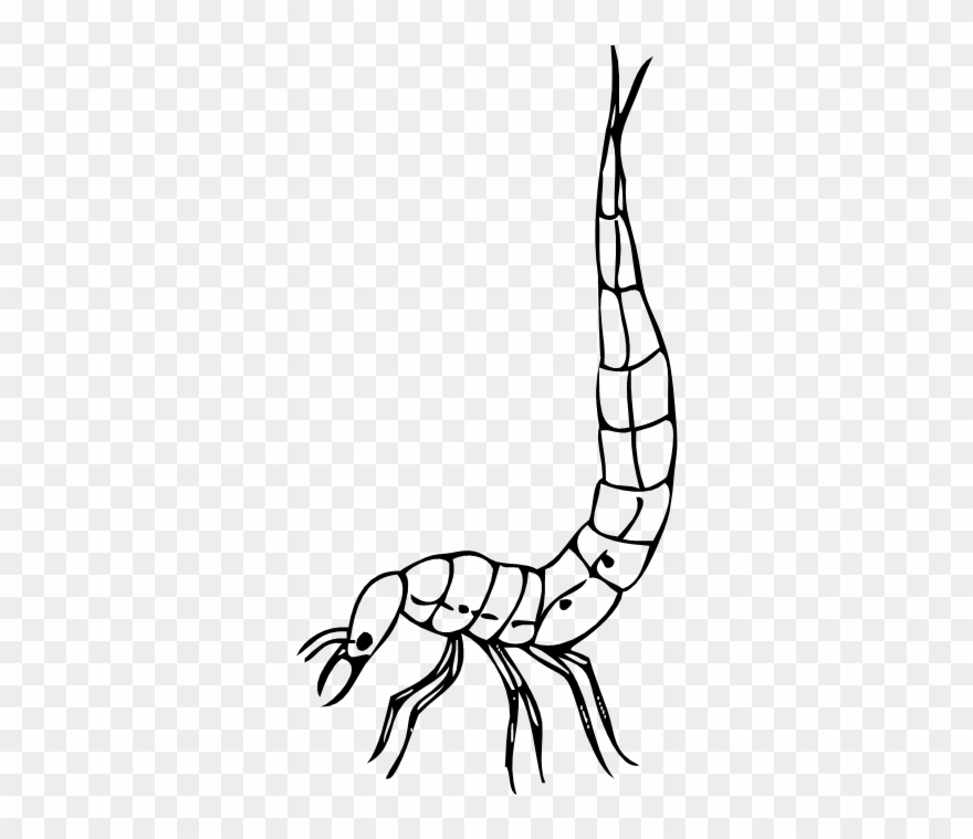 Great Diving Beetle - Scorpion Clipart