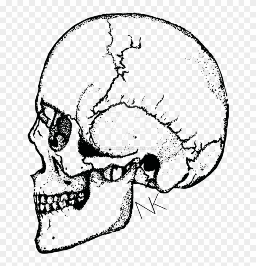 Clip Freeuse Download Part Drawing Skull - Illustration - Png Download