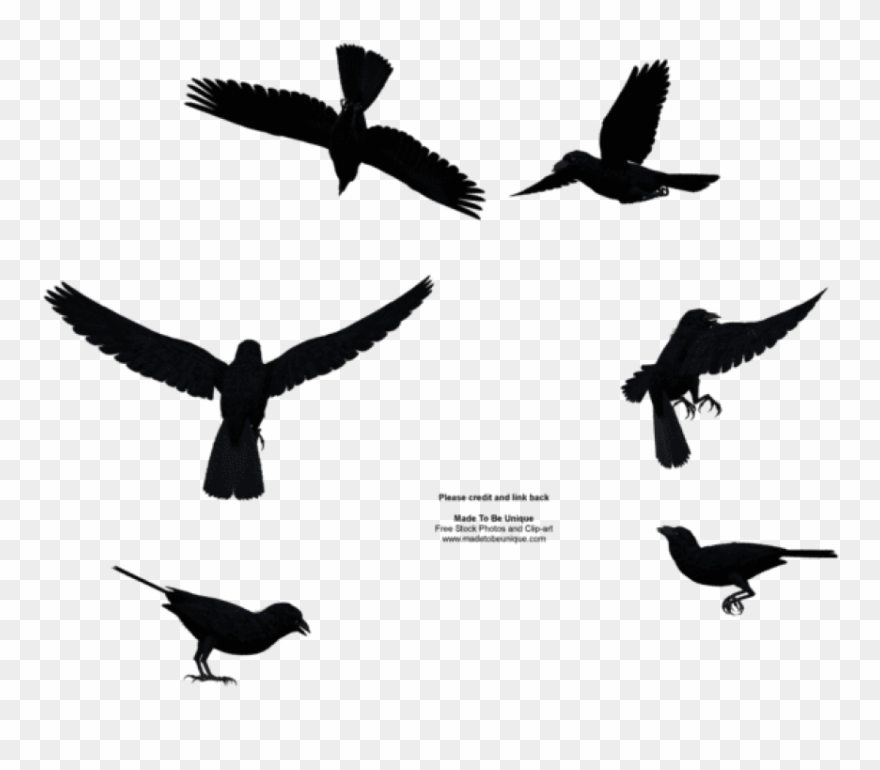 Free Png Download Bird Flying From Above Png Images - Birds Flying From Above Clipart