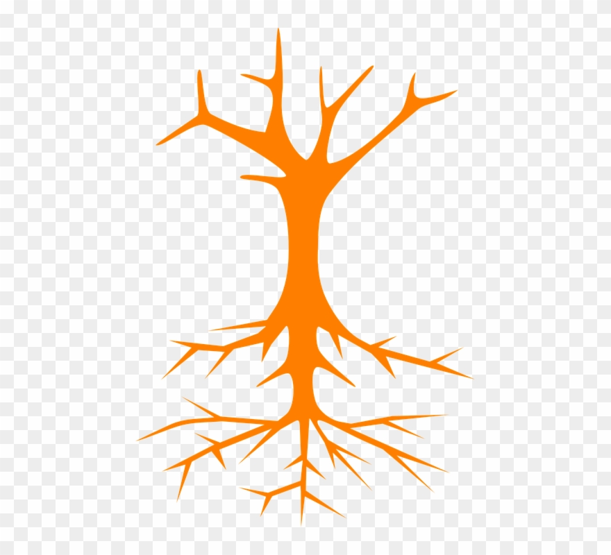 Puu, Juuret, Varsi, Oksat, Naked, Paljas Viileitä Kuvia, Clipart