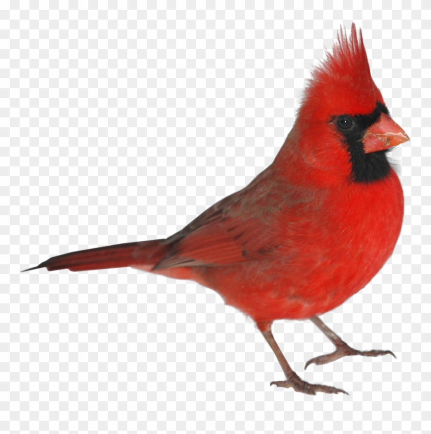 Imágenes De Pájaros Rojos Clipart