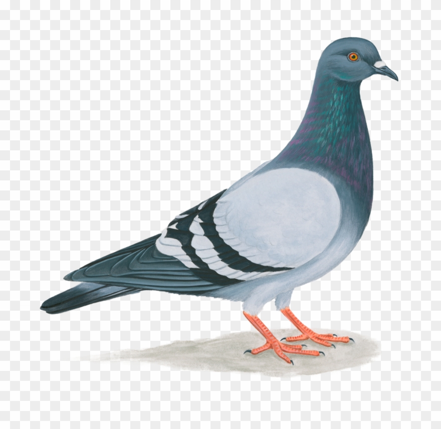 Pigeon Png - Paloma De Puerto Rico Clipart