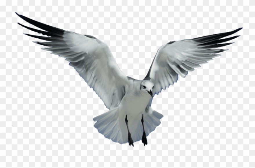 Free Png Download Seagull Transparent Png Images Background - Sea Bird No Background Clipart