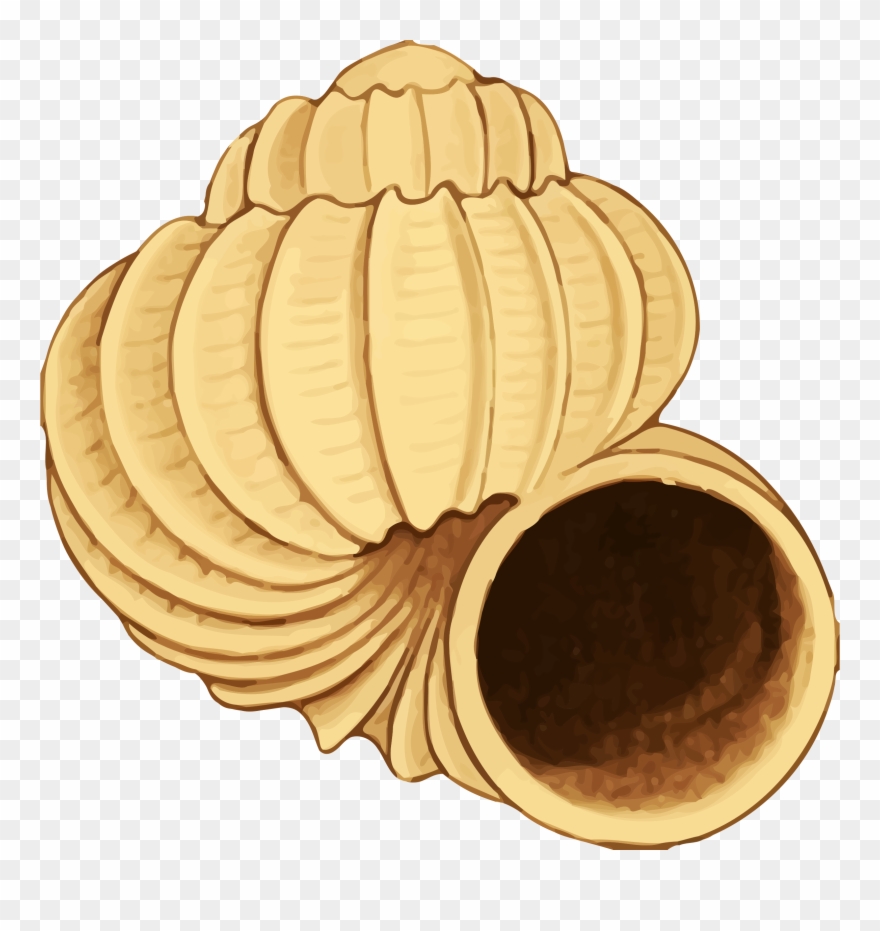 Big Image - Sea Shell 38 Clipart
