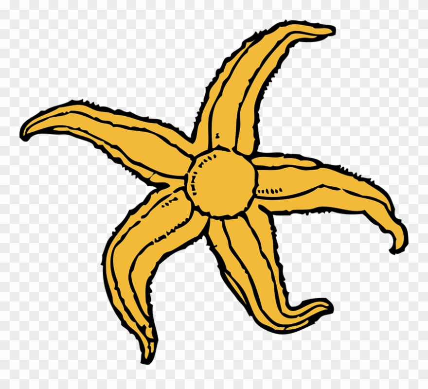 Starfish Clipart Under Sea - Starfish Clip Art - Png Download