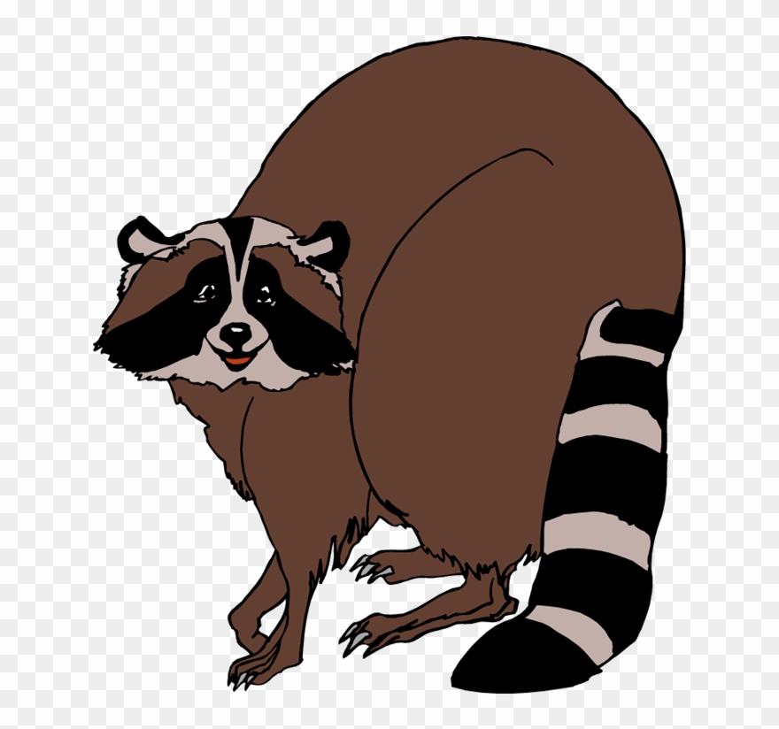 Raccoon Clipart - Raccoon Clip Art - Png Download