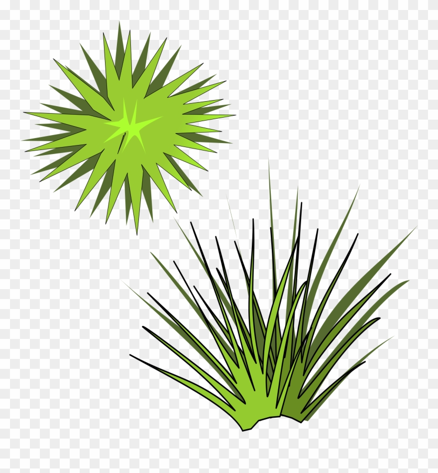 Clipart - Plant-05 - Plant Illustration From Above - Png Download