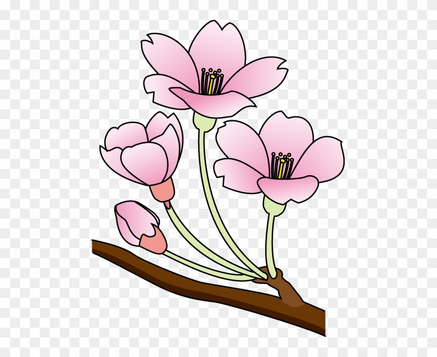 Cherry Blossom Clip Art Free - Cherry Blossom - Png Download