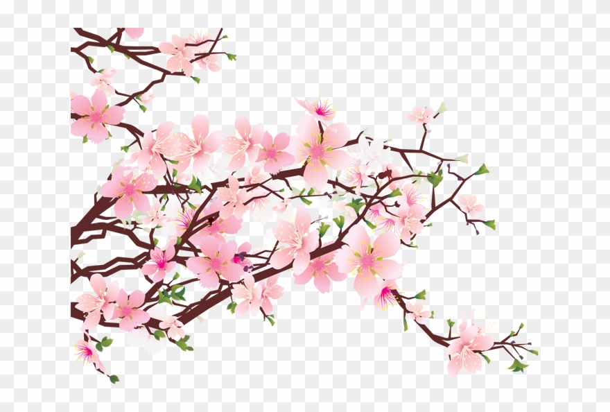 Cherry Blossom Png Free Download - Transparent Cherry Blossom Png Clipart