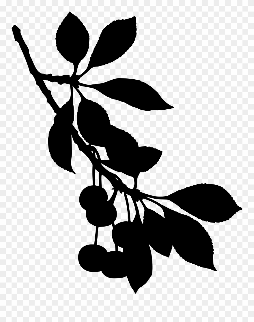 Sour Cherry Tree Cherry Blossom Fruit - Black And White Cherry Blossom Silhouette Clipart