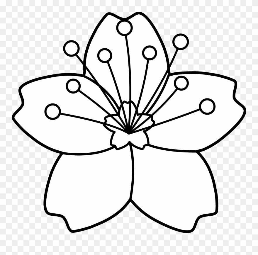 Freeuse Download Cherries Clipart Black And White - Cherry Blossom Flower Coloring Page - Png Download