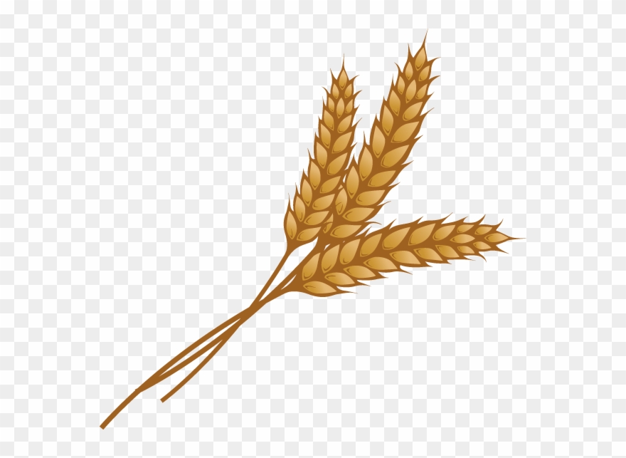 Wheat Clipart - Png Download