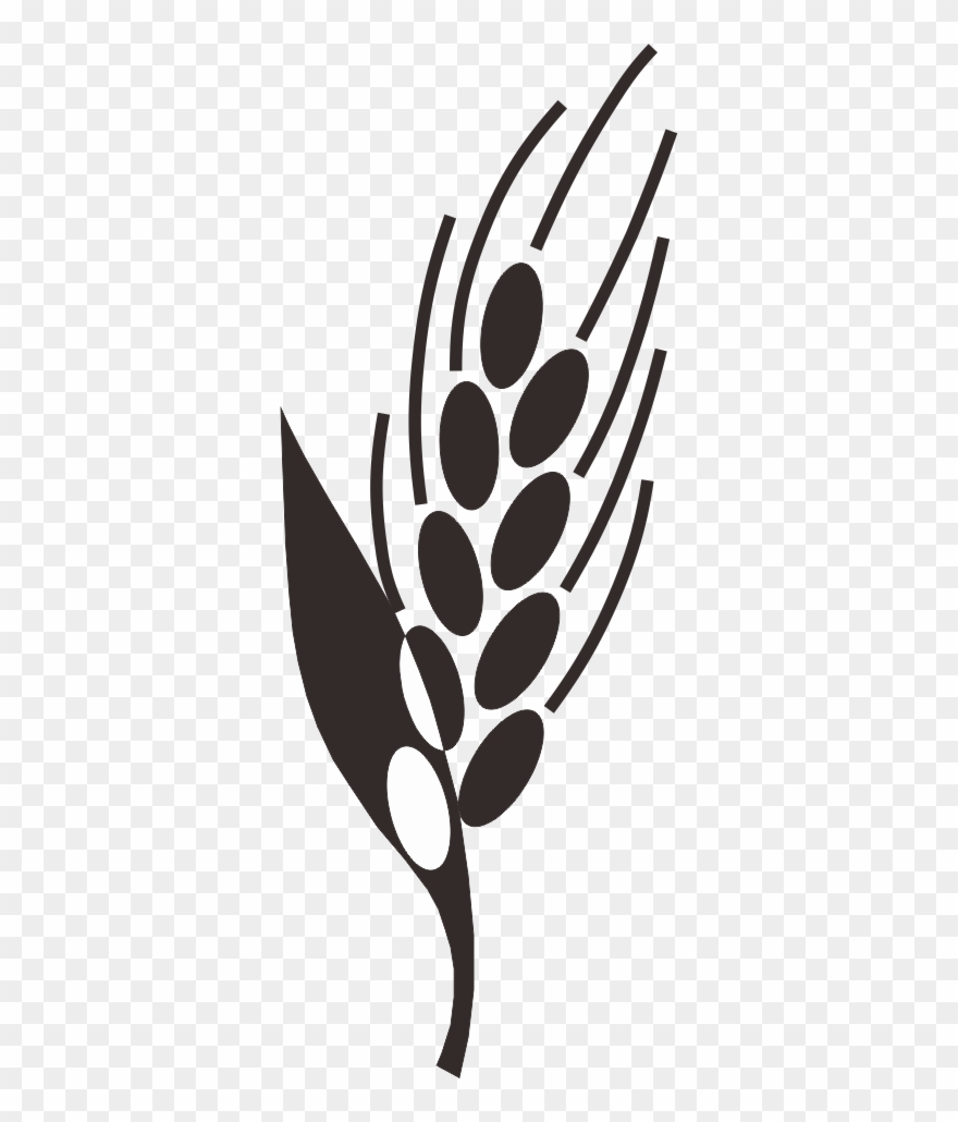 Paddy Field Rice Clip Art - Rice - Png Download