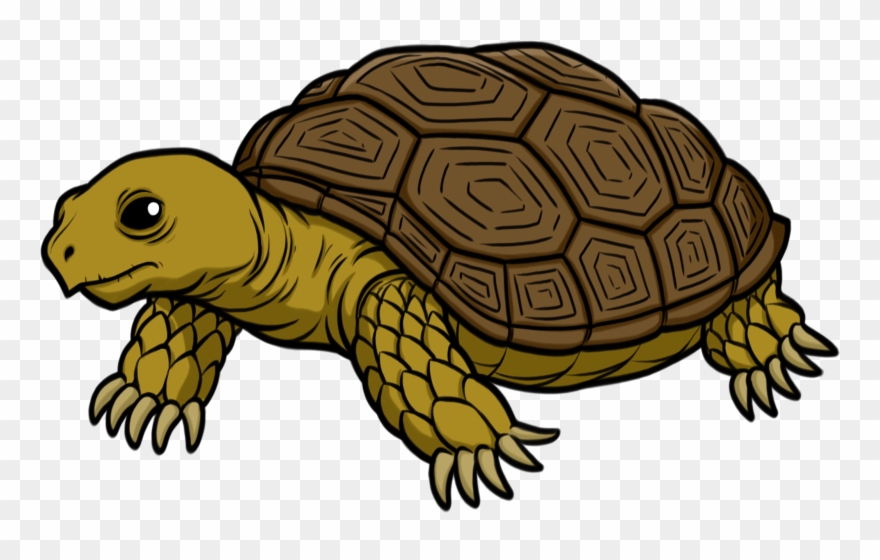 Tortoise - Tortoise Clipart - Png Download