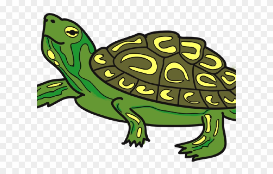 Tortoise Clipart Terrapin - Boston - Png Download