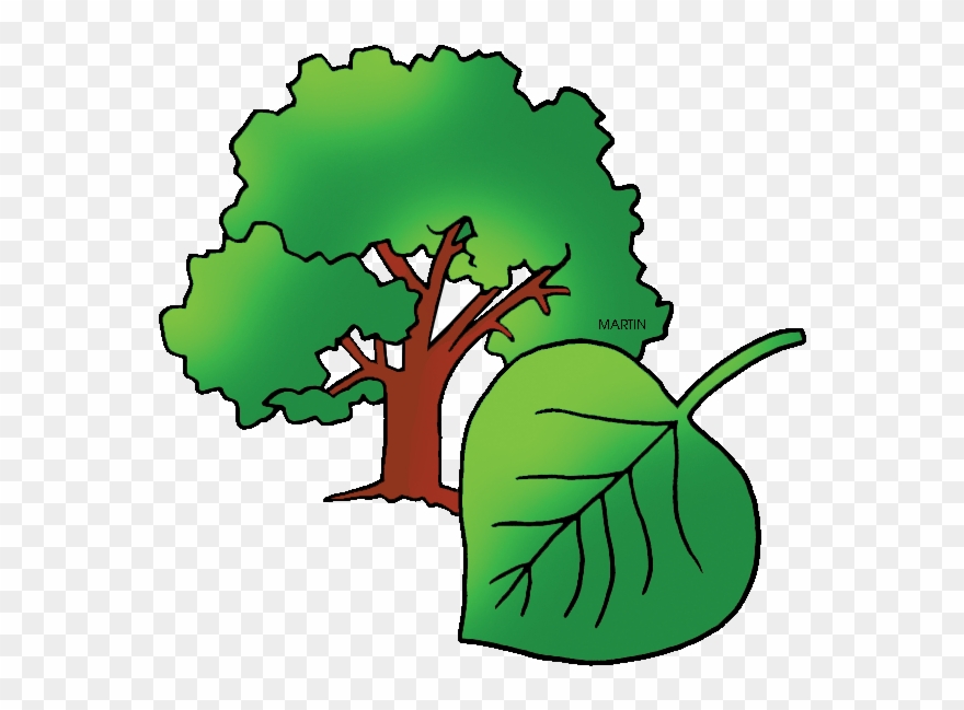 Free United States Clip Art By Phillip Martin, State - Cottonwood Tree Cartoon - Png Download