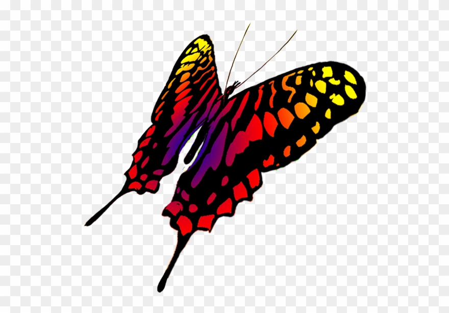 Yellowtail - Butterfly Transparents Drawing Clipart