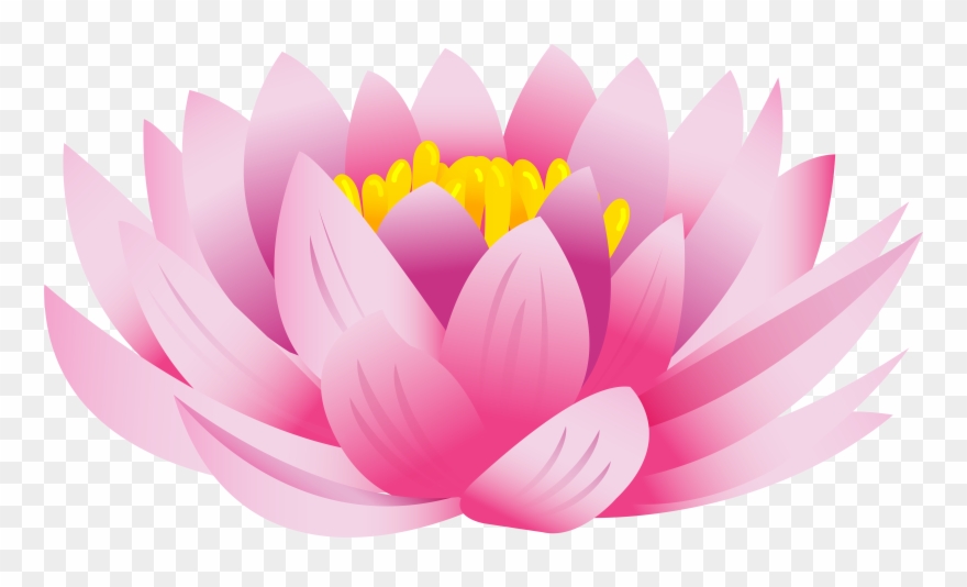 Lotus Flower Images Png Clipart