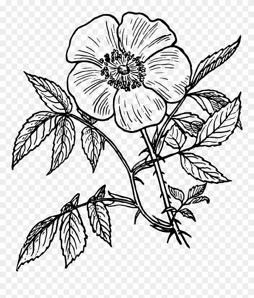 Eglantine Rose Black White Line Art Coloring Book - Day Of The Dead Flower Drawing Clipart