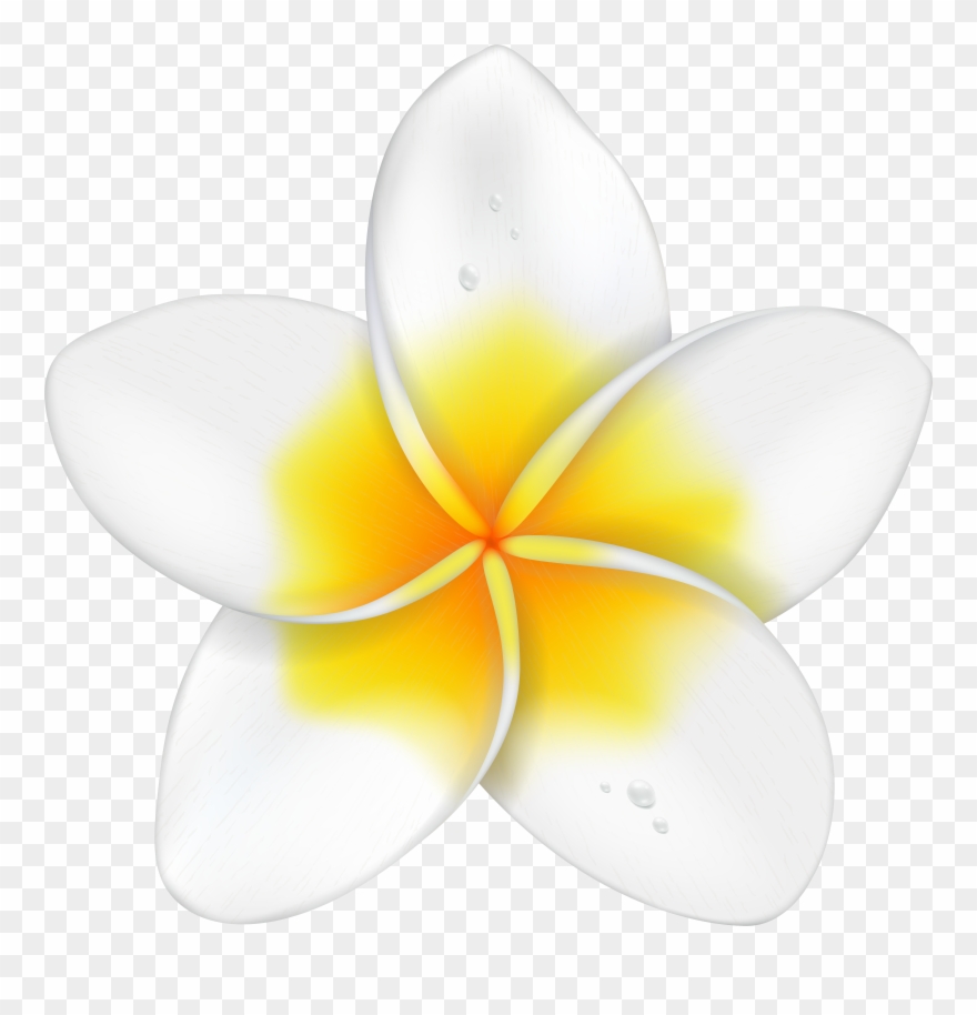 Flower Clipart Png Transparent Png