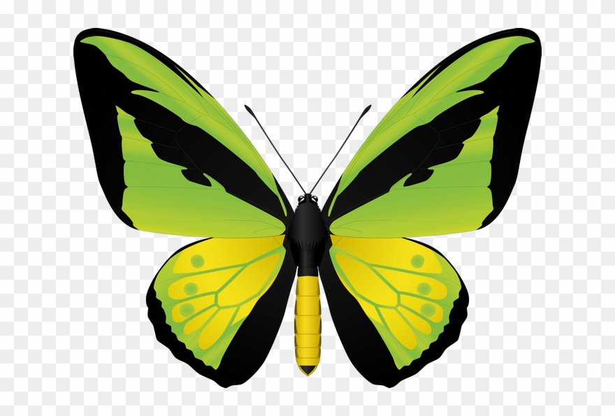 Clipart Butterflies - Goliath Butterfly - Png Download
