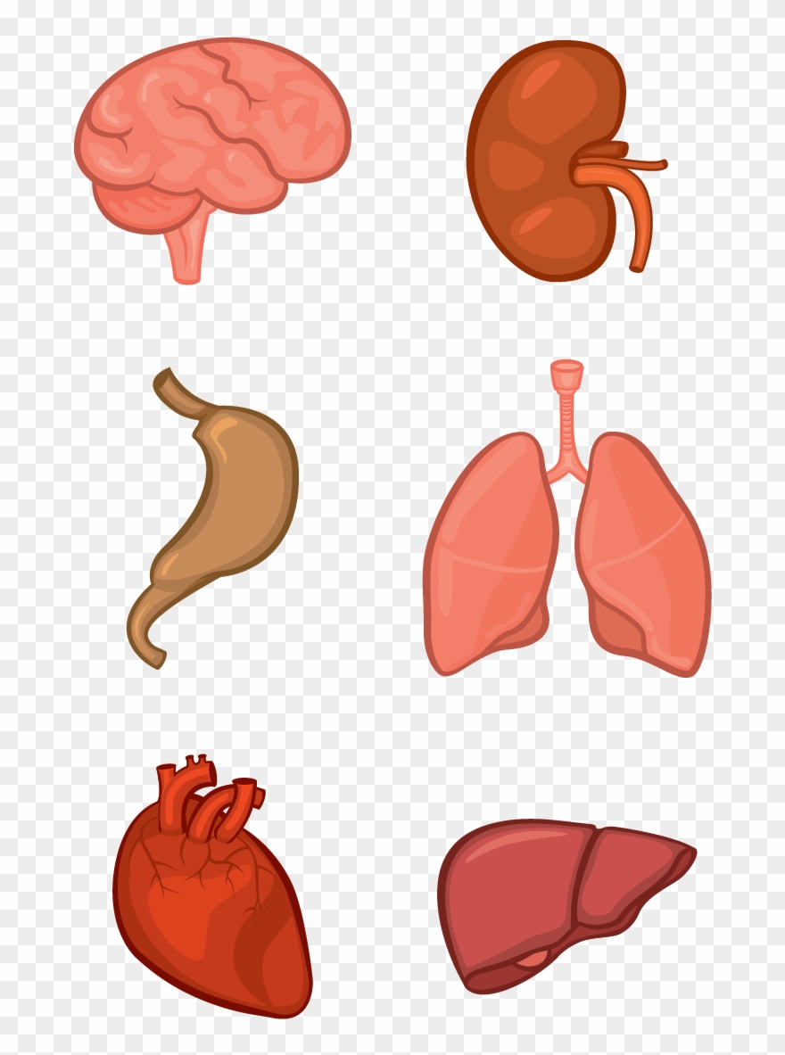 Clipart Freeuse Library Body Tissue Clipart - Organs Transparent - Png Download