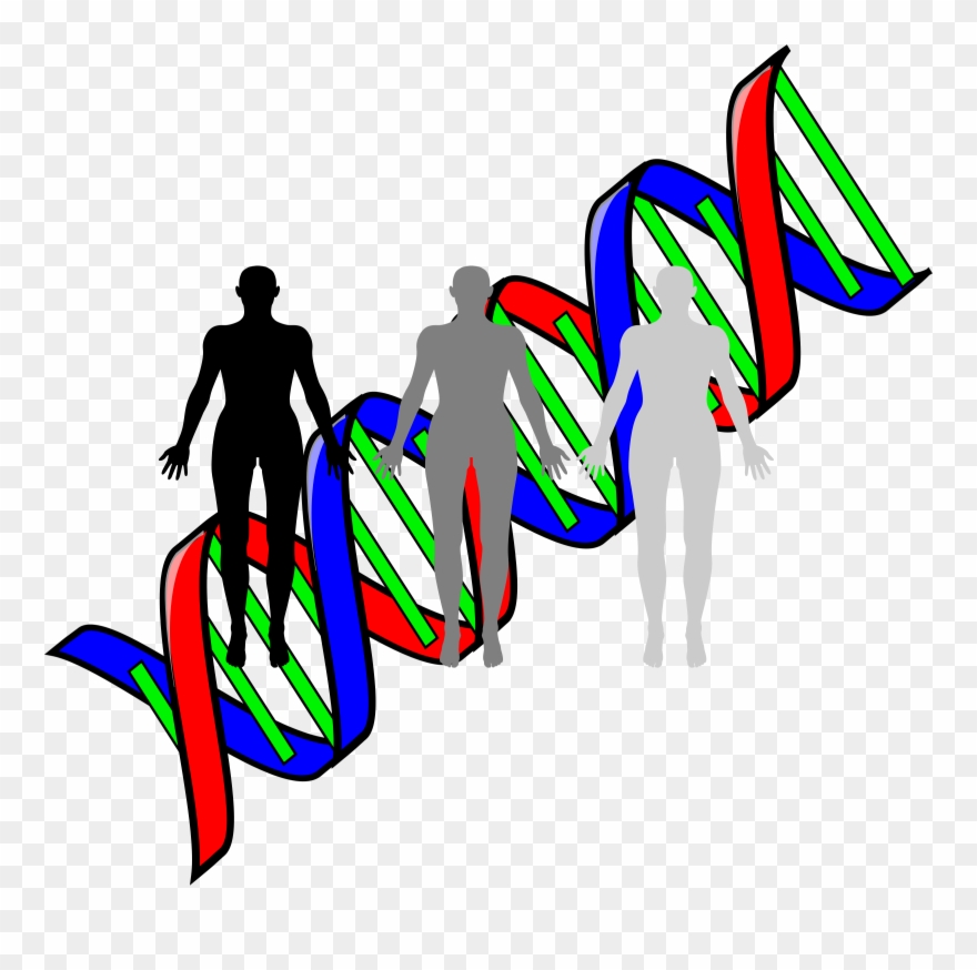 Jpg Transparent Library Human Cloning Big Image Png - Double Helix Clip Art