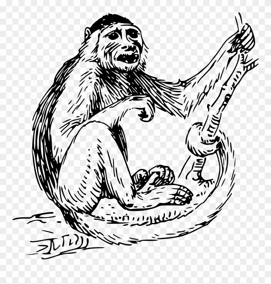 Capuchin Big Image Png - Monkey Clip Art Black And White Transparent Png
