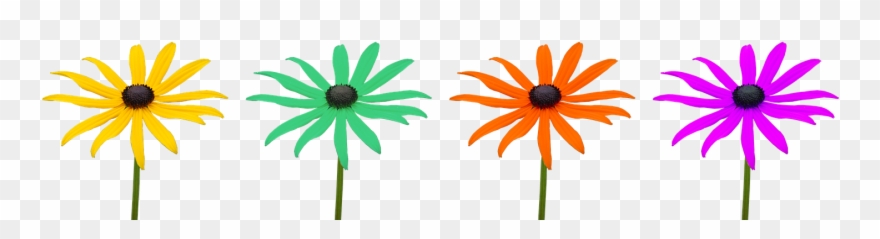 Marguerite, Flowers, Colorful, Flower - Black-eyed Susan Clipart