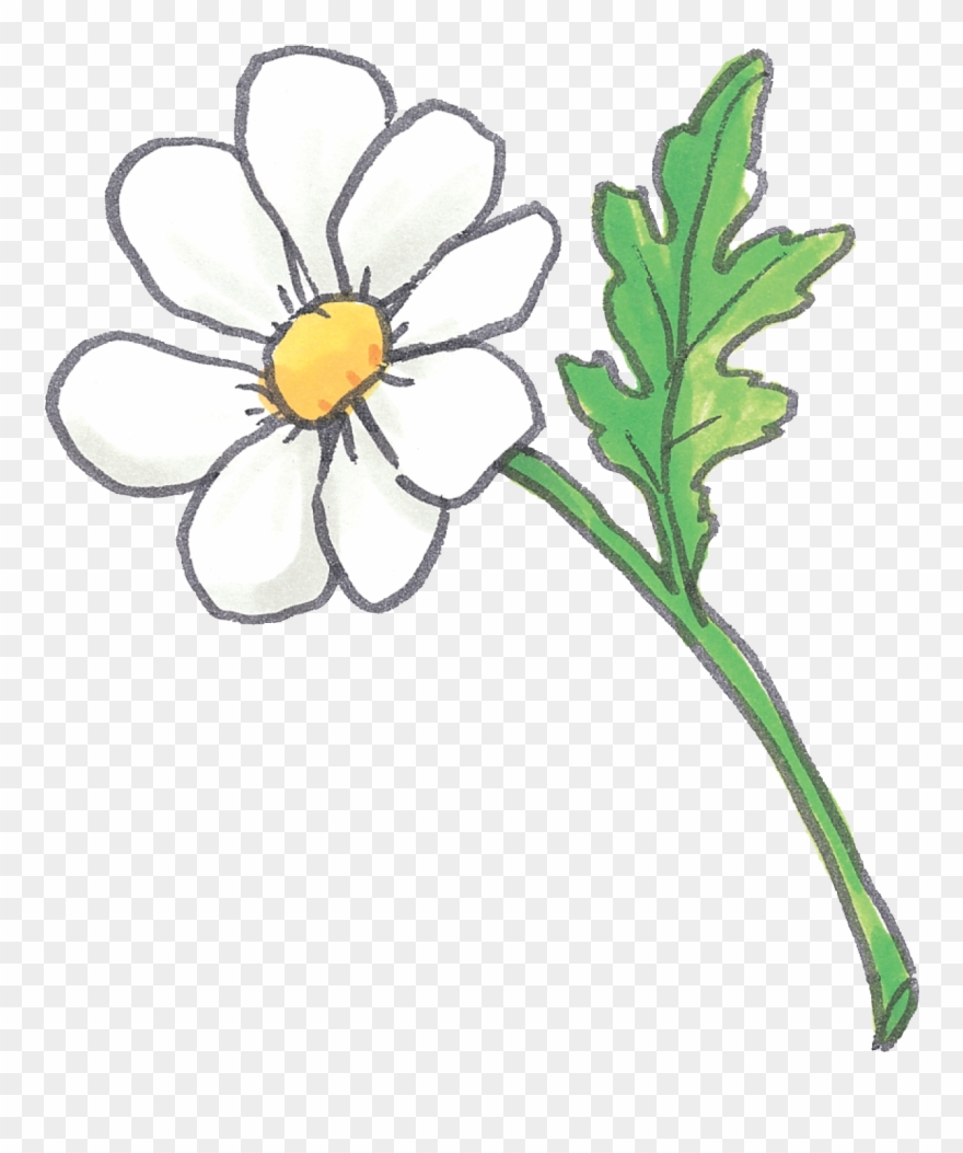 Suzy's Zoo - Chamomile Clipart