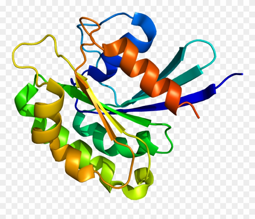 Arl8b - Protein Pdb Clipart