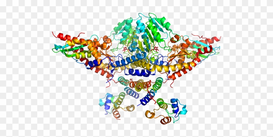 Cysteine Desulfurase, Mitochondrial Clipart