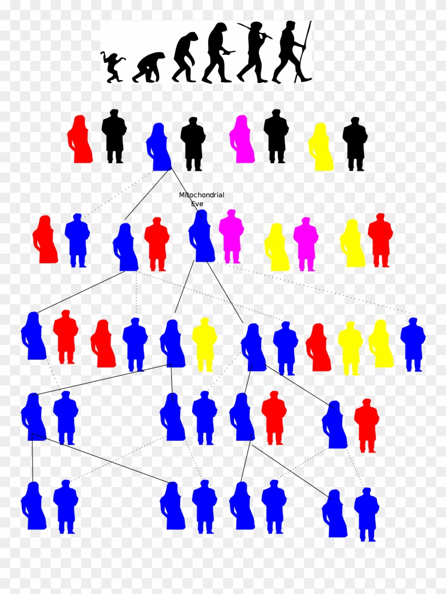 Open - Arbol Genealogico De La Eva Mitocondrial Clipart