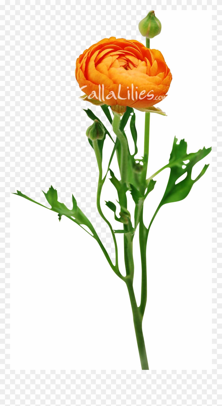 Wedding Flowers - Orange Ranunculus - « - Ranunculus Orange Clipart