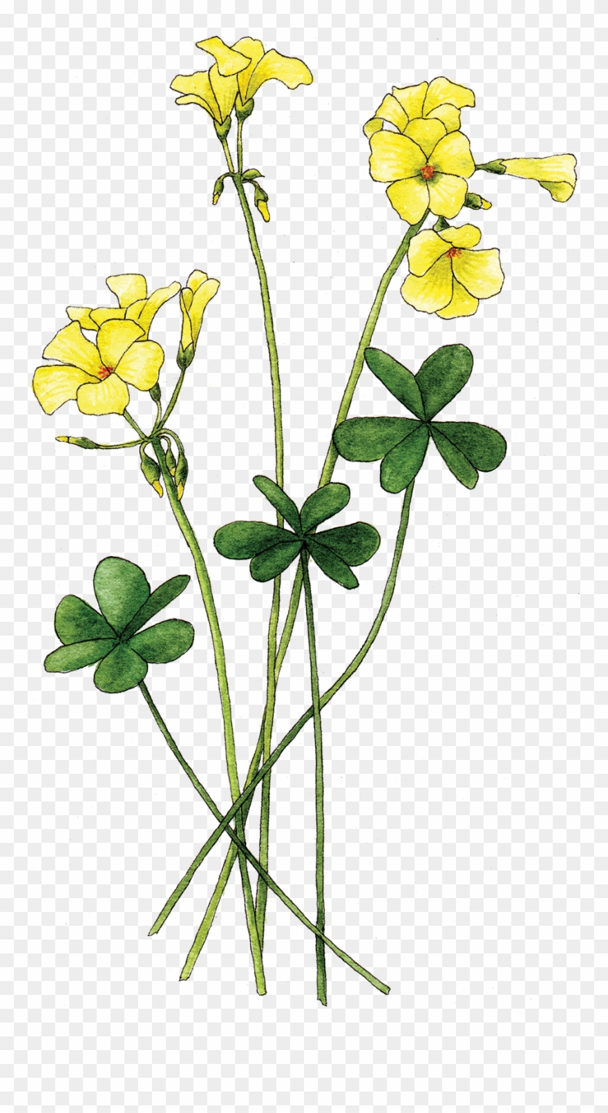 Oxalis - Buttercup Clipart