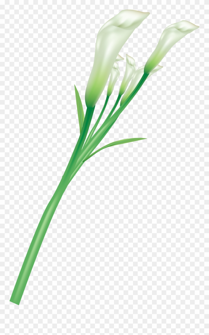 Flower Clipart