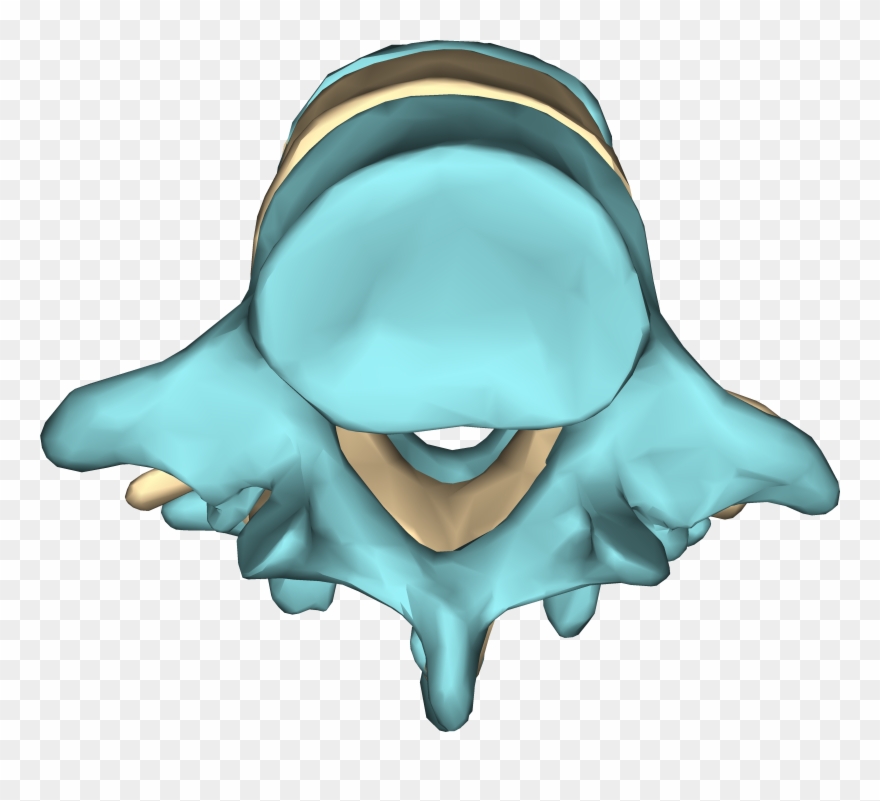 File - Lumbar Vertebrae - Close-up - Inferior View2 - Illustration Clipart