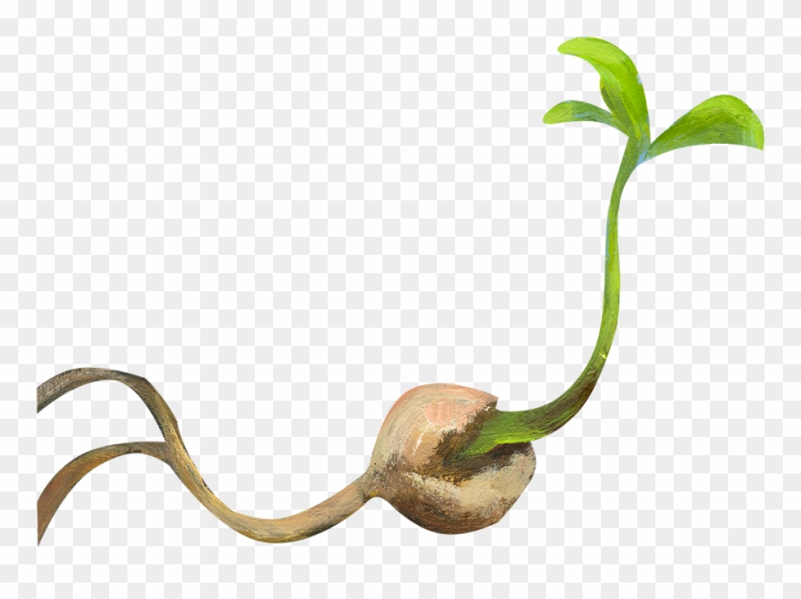 Little Seed Is The Story Of Self Awareness, Self Empowerment, - Reptile Clipart