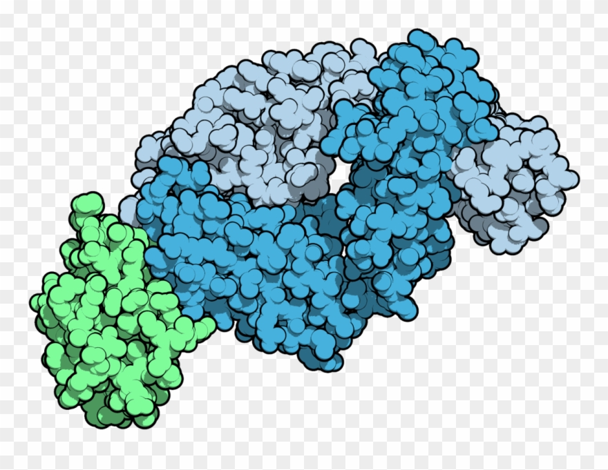 Tralokinumab - Seedless Fruit Clipart