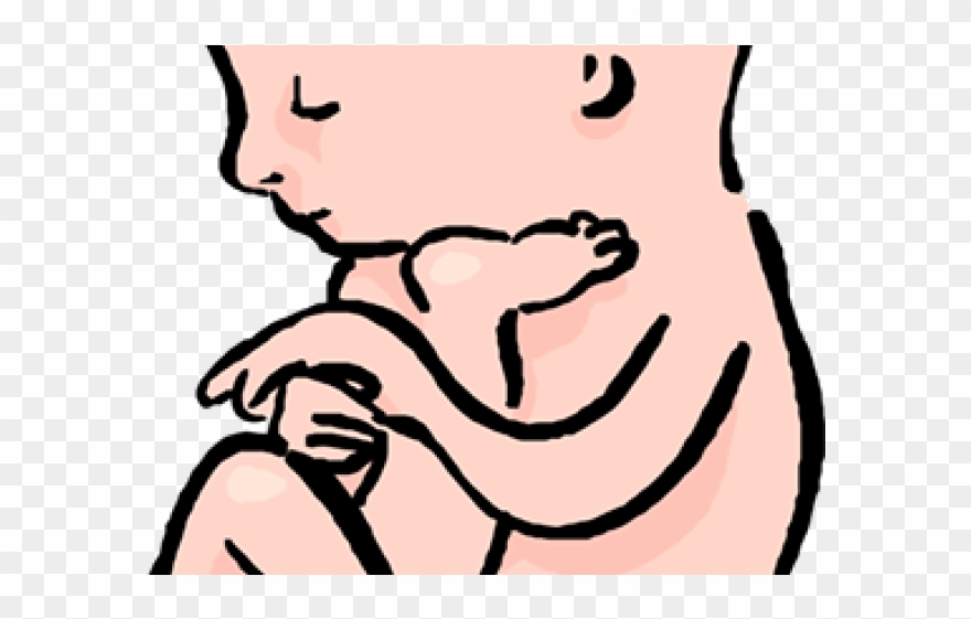 Womb Clipart Transparent - Png Download