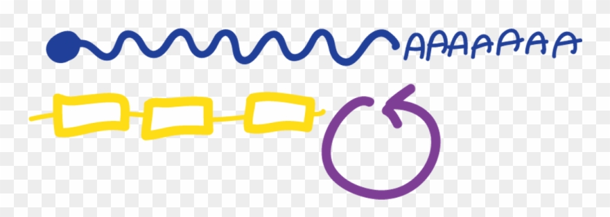 Cell Fate And Patterning In Early Embryo Clipart