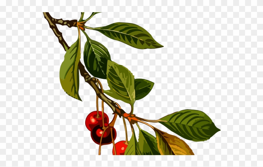 Cherry Clipart Sour Cherry - Cherry Botanical Illustration - Png Download