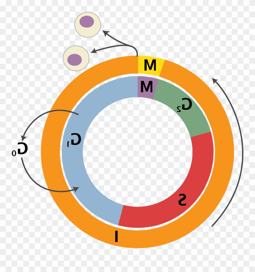 Clipart Of Wikipedia, Wiki And Replication - Ghost Detector - Png Download