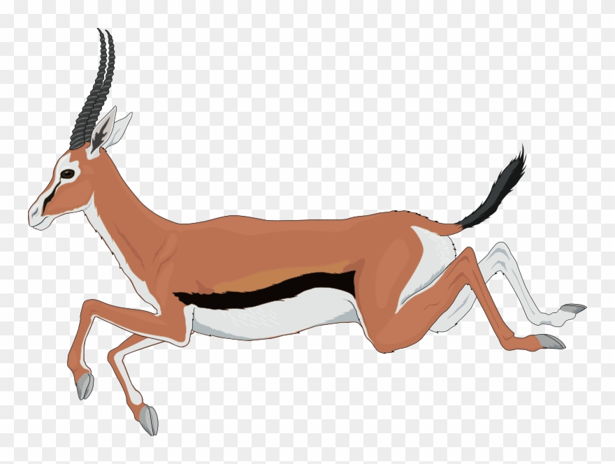 Impala Clipart Springbok - Desenho De Gazela Correndo - Png Download