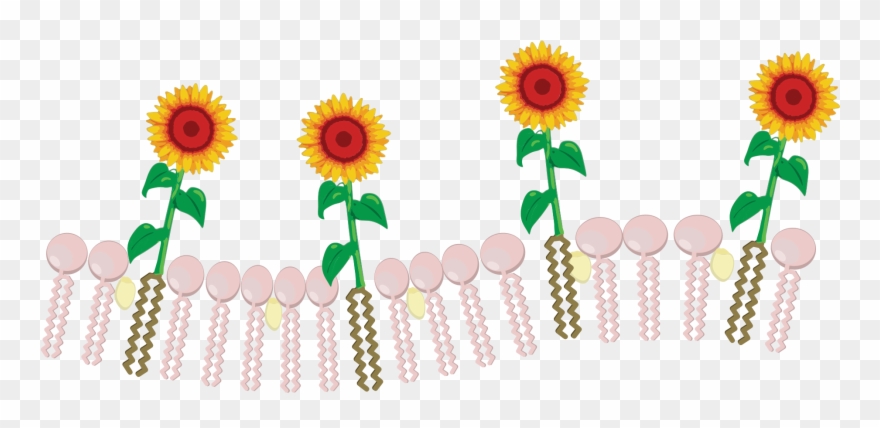 Open - Sunflower Clipart
