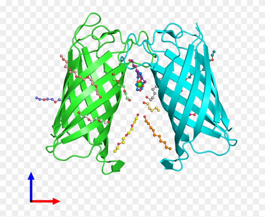 Pdb 2erv Coloured By Chain And Viewed From The Front - Illustration Clipart