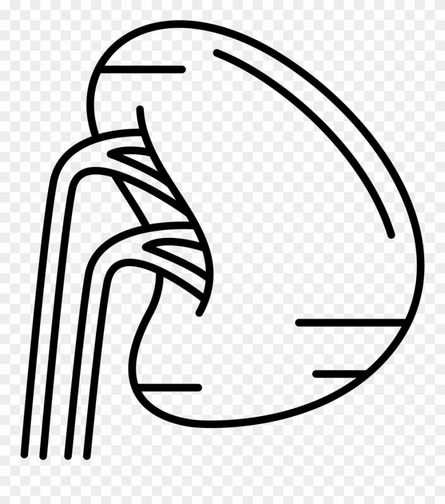 Human Spleen Comments - Bazo Humano Para Colorear Clipart