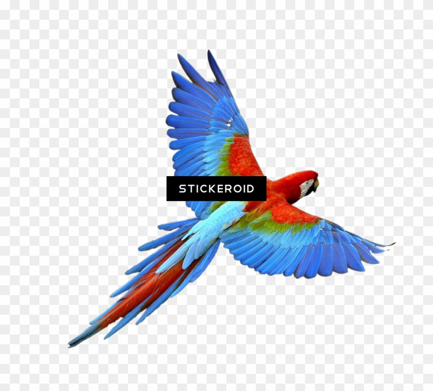 Pirate Parrot - Parrot Bird Png Clipart