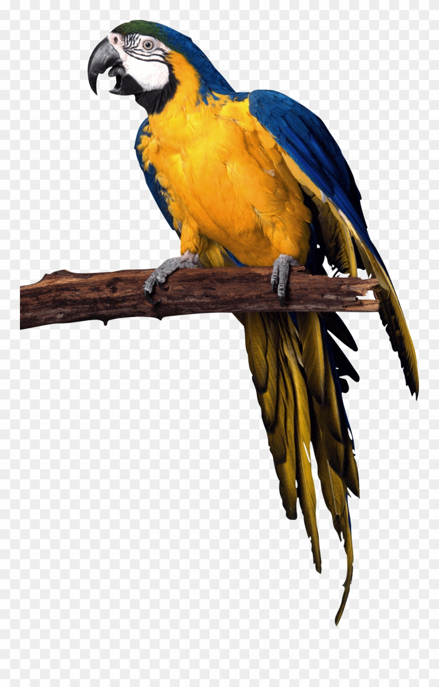 Yellow Blue Pirate Parrot - Parrot Transparent Background Clipart