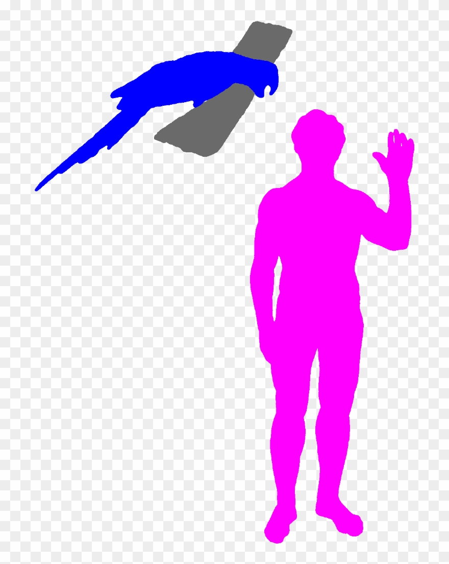 The Hyacinth Macaw Is The World's Longest Parrot Clipart